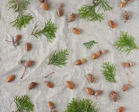 Fall background with frame of evergreen trees, cones and acorns on gray linen Stock Photos