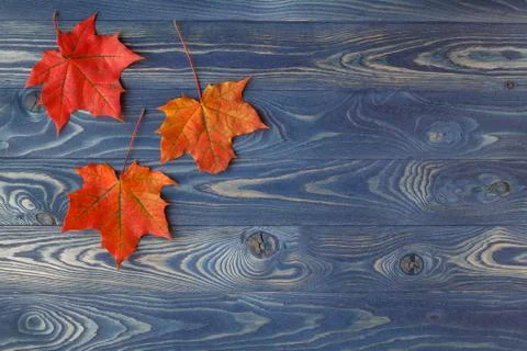 Fall background frame with maple leaves on blue Stock Photos