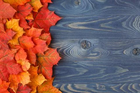 Fall background frame with maple leaves on blue Stock Photos
