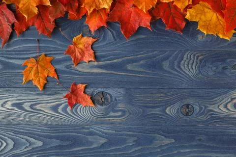 Fall background frame with maple leaves on blue 스톡 사진