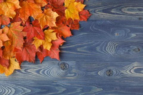 Fall background frame with maple leaves on blue Stock Photos
