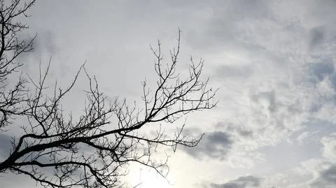 Fall background of grey overcast sky and bare tree branches Foto stock