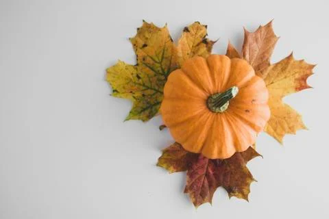 Fall background maple leaves with orange pumpkins white background with copy  Stock-Fotos