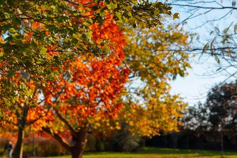 Fall background. Orange, brown and gree leaves on autumn trees Stock Photos