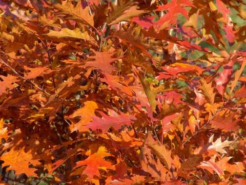 Fall background Stock Photos