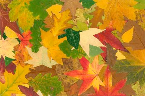 Fall background Stock Photos