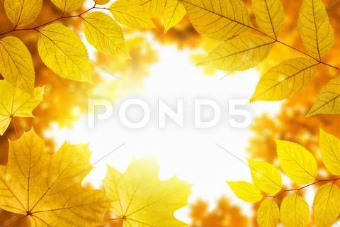 Fall background Stock Photos