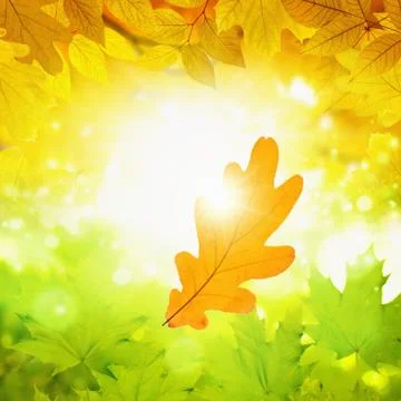 Fall background Stock Photos