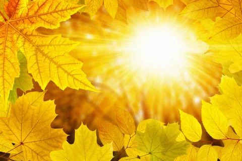 Fall background 写真素材