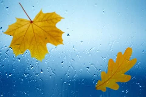 Fall background Фото