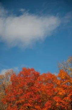 Fall background Stock Photos