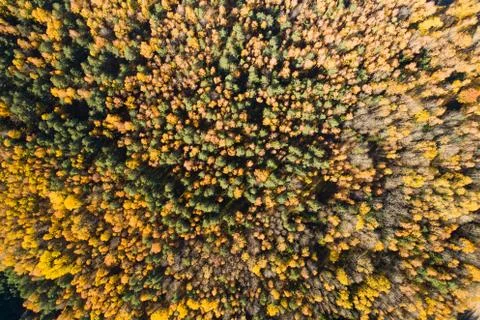 Fall background Foto stock