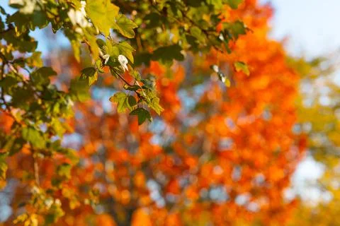 Fall background photo. Selective focus on green leaves. Autumn concept photo Stock Photos