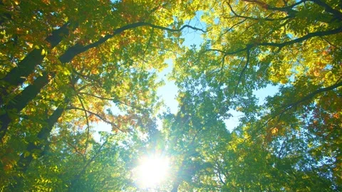 Fall background with sun flare through yellow autumn foliage. Low angle forest 库存影片 347093882