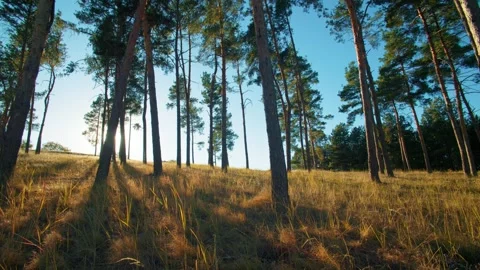 Fall background with sun flare through yellow autumn foliage. Low angle forest Stock Footage 347093968