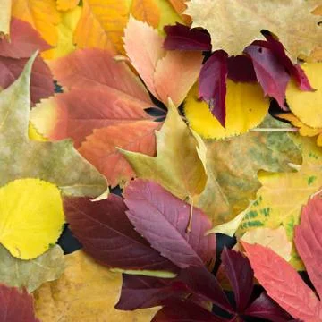 Fall background, texture and pattern. Colorful autumn leaves laying on ground Stock Photos