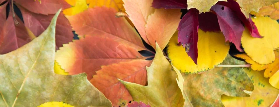 Fall background, texture and pattern. Colorful autumn leaves laying on ground Stock Photos