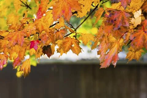 Fall background with a tree branch with leaves in autumn colors, framing the Stock Photos
