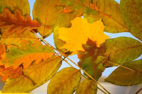 Fall background from yellowed leaves Stock Photos