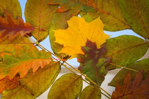 Fall background from yellowed leaves Stock Photos