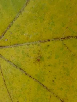 Fall background from yellowed leaves Stock Photos
