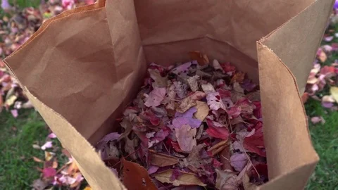 Fall Bagged Leaves Stock Footage 71495788