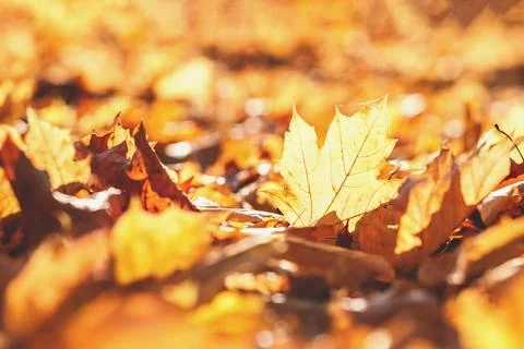 Fall banner. Maple leaf backlighted. Beautiful autumn yellow and red foliage  Stock Photos