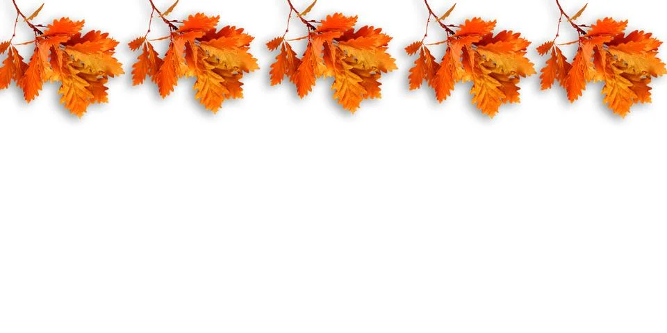 Fall beech branches on a plain white background Stock Photos