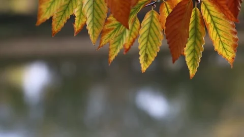 Fall Beech Tree Leaves Stock Footage 141398769