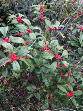 Fall berries Stock Photos