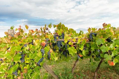 Fall between the rows of vines Foto stock