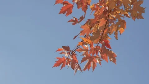 Fall- big orange maple leaves branches against the blue sky 4k. Stock Footage 97382699