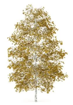 Fall birch tree isolated on white background Stock Illustration