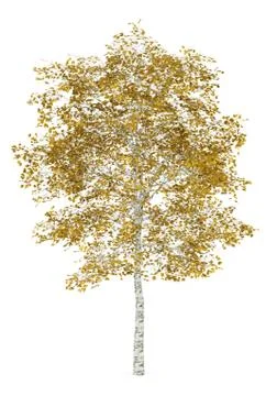 Fall birch tree isolated on white background Illustrazione stock