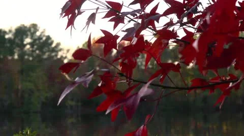 Fall blazing color Stock Footage 12527898