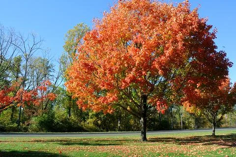 Fall Bloom in Carpenter Park Stock Photos