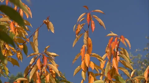 Fall, blue sky, 스톡 동영상 46369691