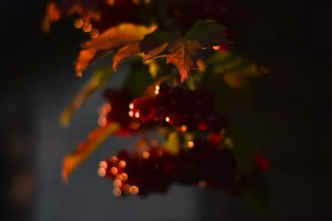 Fall bokeh background. autumn leaf in the evening Stock Photos