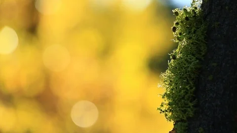 Fall Bokeh Background with Green Moss Border Stock Footage 97027966