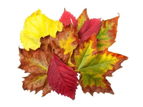 Fall bouquet Stock Photos