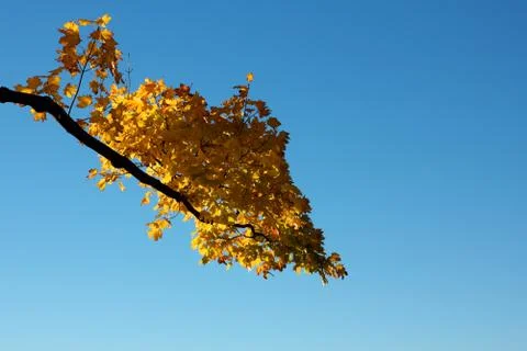 Fall Branch before a Clear Sky Stock Photos
