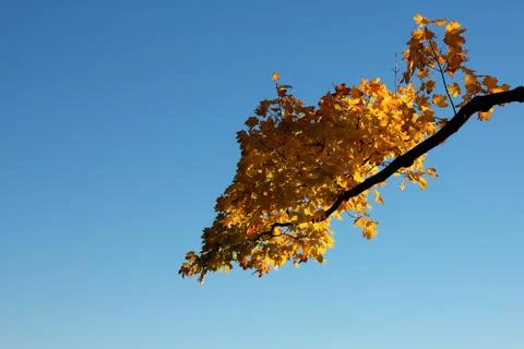 Fall Branch before a Clear Sky Right Stock Photos