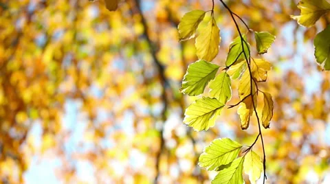 Fall branch HD Stock Footage 32395881