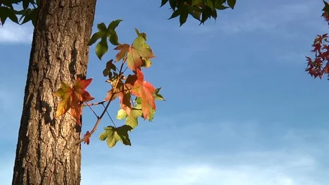 Fall Branch with Leaves and Tree Trunk Negative Space with Blue Sky Title Card Stock Footage 99072012