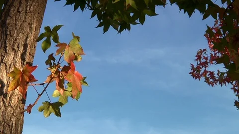 Fall Branch with Leaves and Tree Trunk Negative Space with Blue Sky Title Card Stock Footage 99072102
