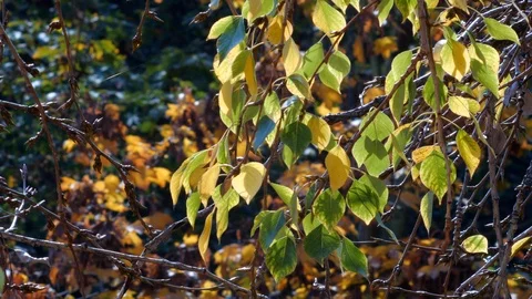Fall branches and leaves Stock Footage 123967273