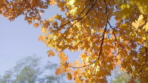 Fall Branches Blowing in Wind Video stock 97550398