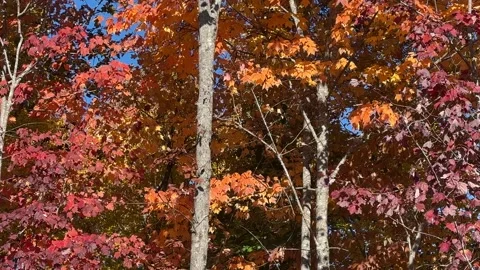 Fall Breeae &amp; Blue Skys Stock Footage 220019518