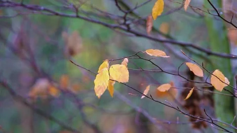 Fall Breeze Gently Bowing the Autumn Leaves on Trees Stock Footage 320911518