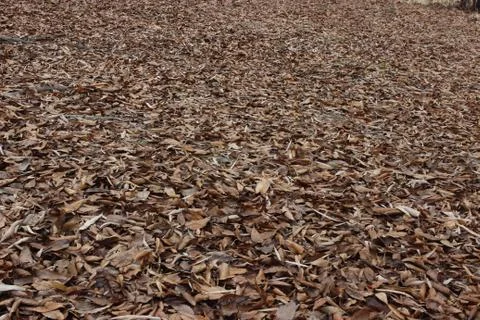 Fall brown leaves on ground abstract background Stock Photos